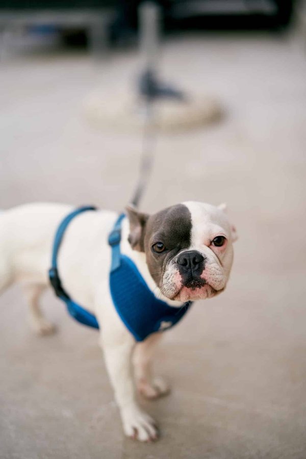 Quels harnais pour chien choisir pour un bouledogue français?