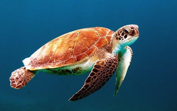 Quel est l'animal avec le QI le plus bas ?